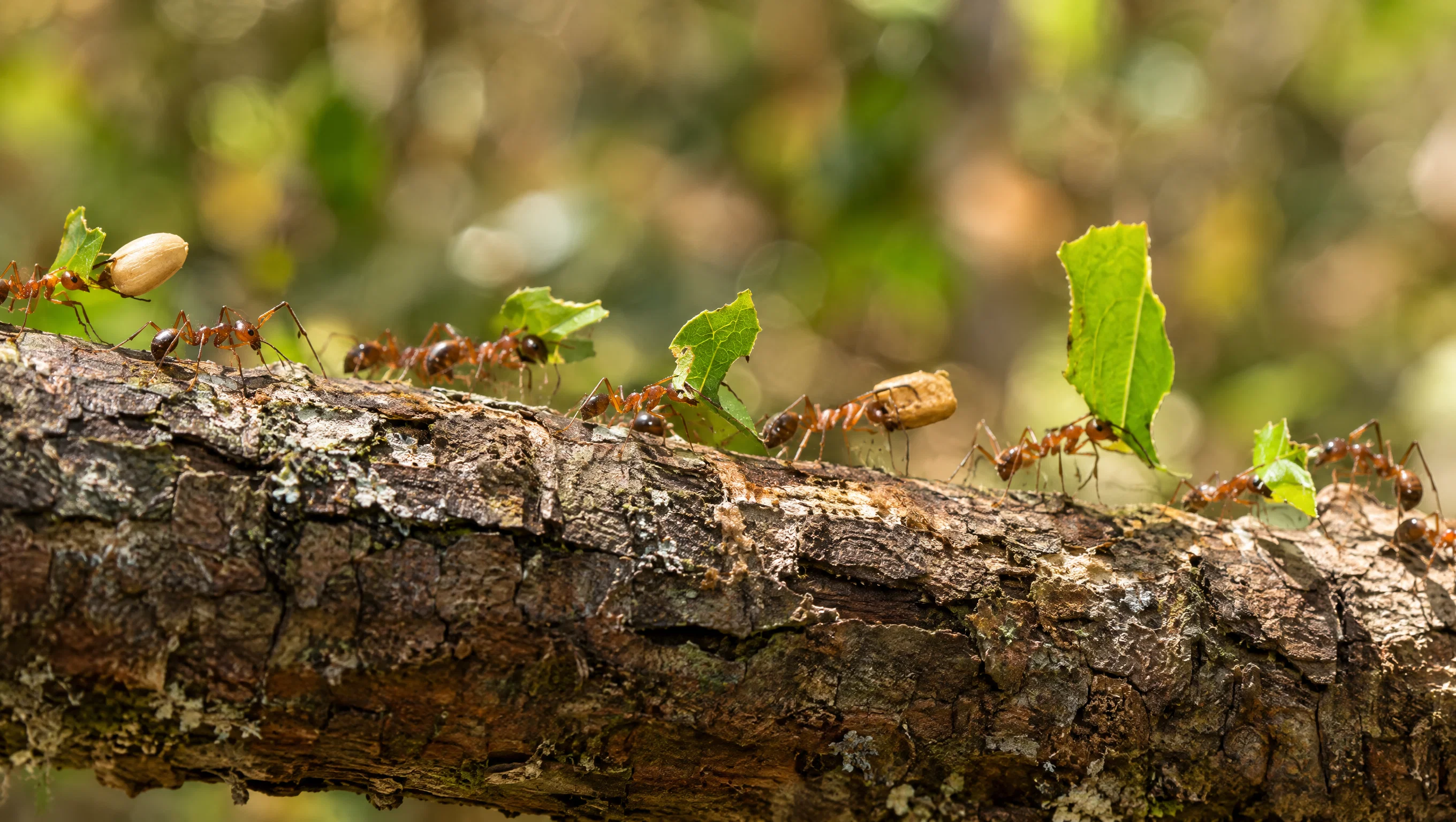 Ant