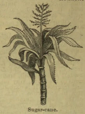 An engraved botanical illustration of a sugar-cane plant, showing its segmented stalk, long leaves, and flowering plume.
