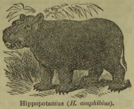 An engraved hippopotamus stands among grasses.
