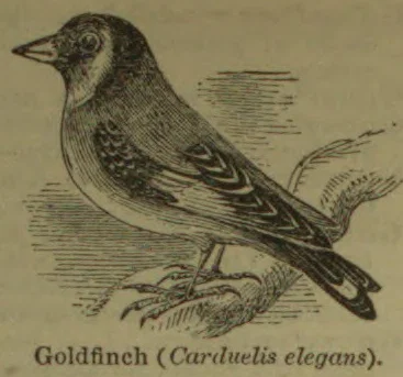 An engraved goldfinch perched on a branch.