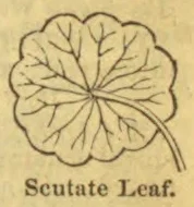 A rounded leaf with branching veins and a long stem extending from its center.