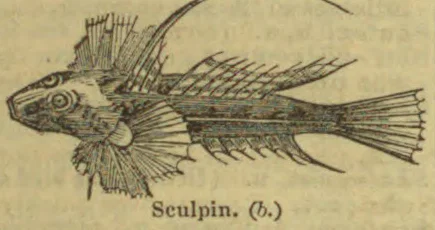 An engraved illustration of a sculpin fish with prominent fins and a broad, spiny head.
