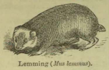 An engraved lemming crouches on the ground, facing left.