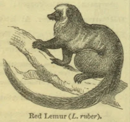An illustration of a red lemur perched on a branch, its long tail curving beneath it.