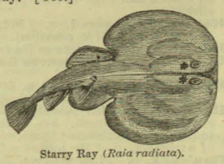 An illustration of a starry ray viewed from above, with its broad disc-shaped body and long tail.