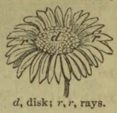 A daisy-like flower is shown with its central disk and surrounding rays labeled.