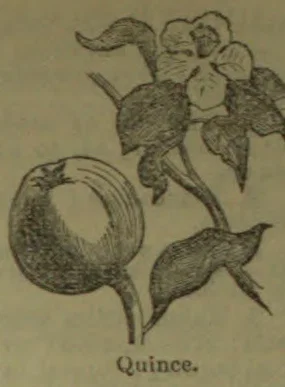 An illustration of a quince branch bearing leaves, flowers, and a round fruit.
