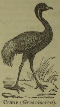 An engraved illustration of a crane standing among reeds.