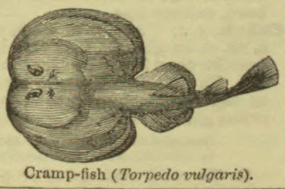 An antique engraving of a cramp-fish, shown from above.