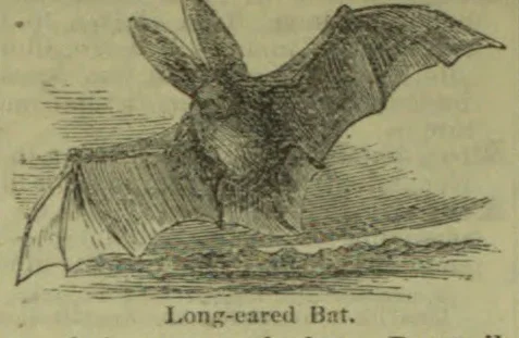 An illustration of a long-eared bat flying above the ground with its wings spread.