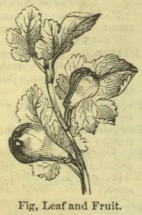 A botanical illustration of a leafy branch bearing several fruits.