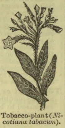 An engraved illustration of a tobacco plant with broad leaves and a flowering, branching stem.