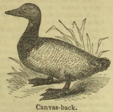 An engraved illustration of a canvas-back duck standing on the ground.