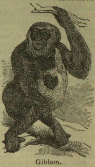 An engraved gibbon sits on a branch with one arm raised to grasp another branch.