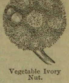 An illustration of a rounded, textured vegetable ivory nut with a cut section and a short stem.