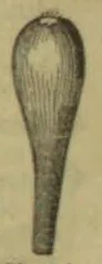 A long, narrow wooden utensil with a broad oval, grooved end tapering into a slender handle.