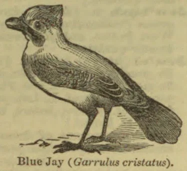 An engraved illustration of a blue jay perched on the ground.