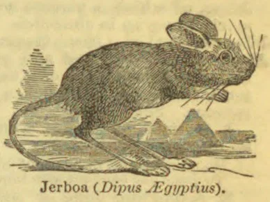 An antique engraving of a jerboa with long hind legs, a long tail, and prominent ears, shown against a desert landscape.