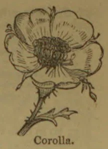 A line drawing of a flowering plant showing its petals, central stamens, and stem.