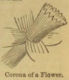A botanical drawing showing a flower’s corona as a bundle of fine, radiating filaments gathered at the base.