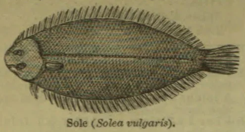 A drawing of a sole fish viewed from above, showing its flattened body, fins, and tail.