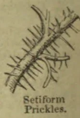 A diagonal plant stem bearing numerous stiff, hairlike prickles.