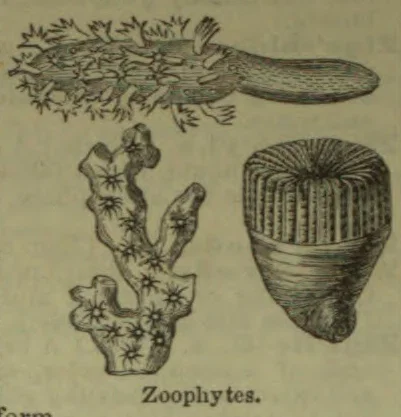 Three zoophytes are depicted: an elongated branching colony, a branching form, and a cup-shaped form.