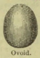 An oval, egg-shaped form shaded with vertical lines.