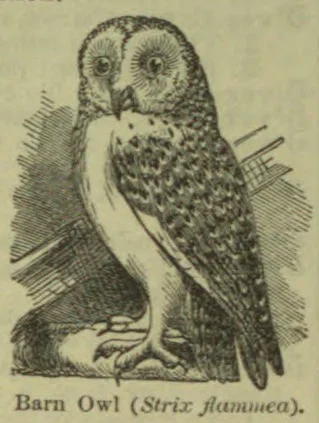 An engraved illustration of a barn owl perched on a branch.