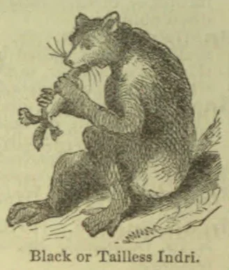 An indri sits upright, holding a branch in its forepaws.