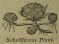 A botanical illustration of a plant with underground runners producing smaller shoots.