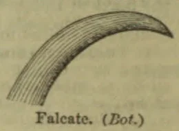 A curved, sickle-shaped form with parallel lines along its length.