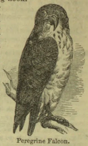 An engraved illustration of a peregrine falcon perched on a branch.