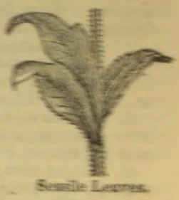 A botanical illustration showing several sessile leaves growing from a central stem.