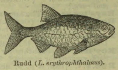 An engraved illustration of a fish shown in profile.
