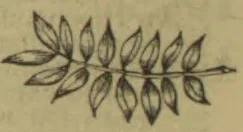 A drawing of a slender branch bearing paired leaves.