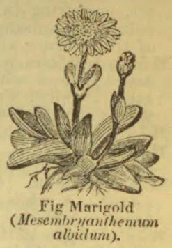 A flowering marigold plant with a large open flower, a bud, and spreading leaves.