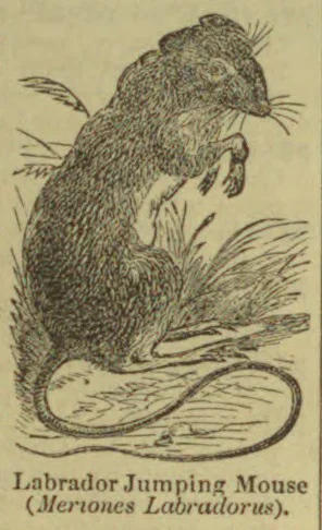 An engraved jumping mouse sits upright among grasses, its long tail curled along the ground.