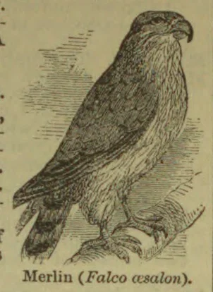 An illustration of a merlin perched on a branch.