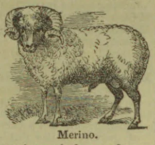 A horned merino sheep stands in profile.