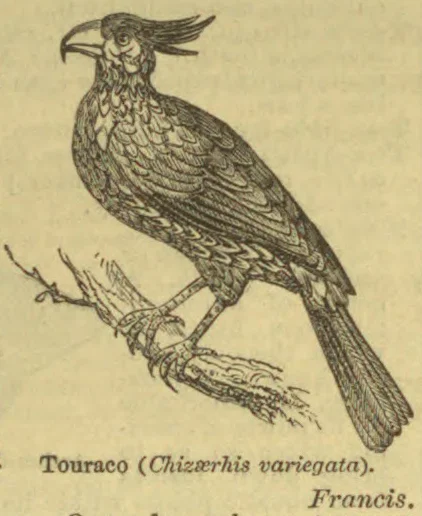 An illustrated bird with a long tail and swept-back crest perched on a branch.