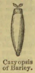 A slender barley grain, with a small tuft at the top and a pointed base.