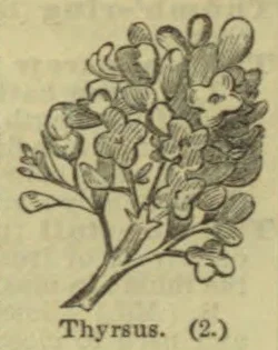 A branching plant bearing a dense cluster of flowers and leaves.