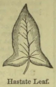 A drawing of a hastate leaf with a pointed tip, branching veins, and two outward-pointing basal lobes.