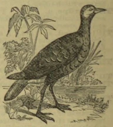 An engraved illustration of a long-legged bird standing among grasses and leafy plants.