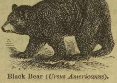 A black bear is shown walking through grass.
