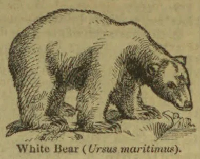 A white bear walks across rocky ground.