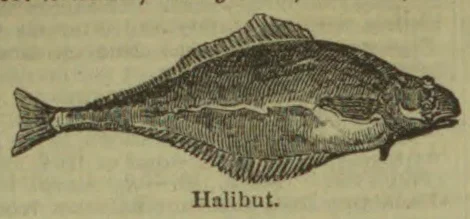 An engraved illustration of a halibut.