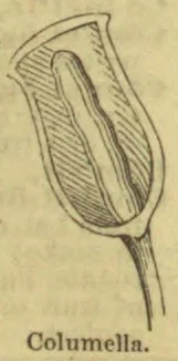 A longitudinal section of a shell showing its central columella.