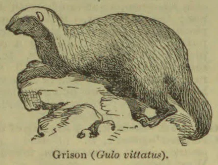 An engraving of a long-bodied, furry grison standing over smaller animals.